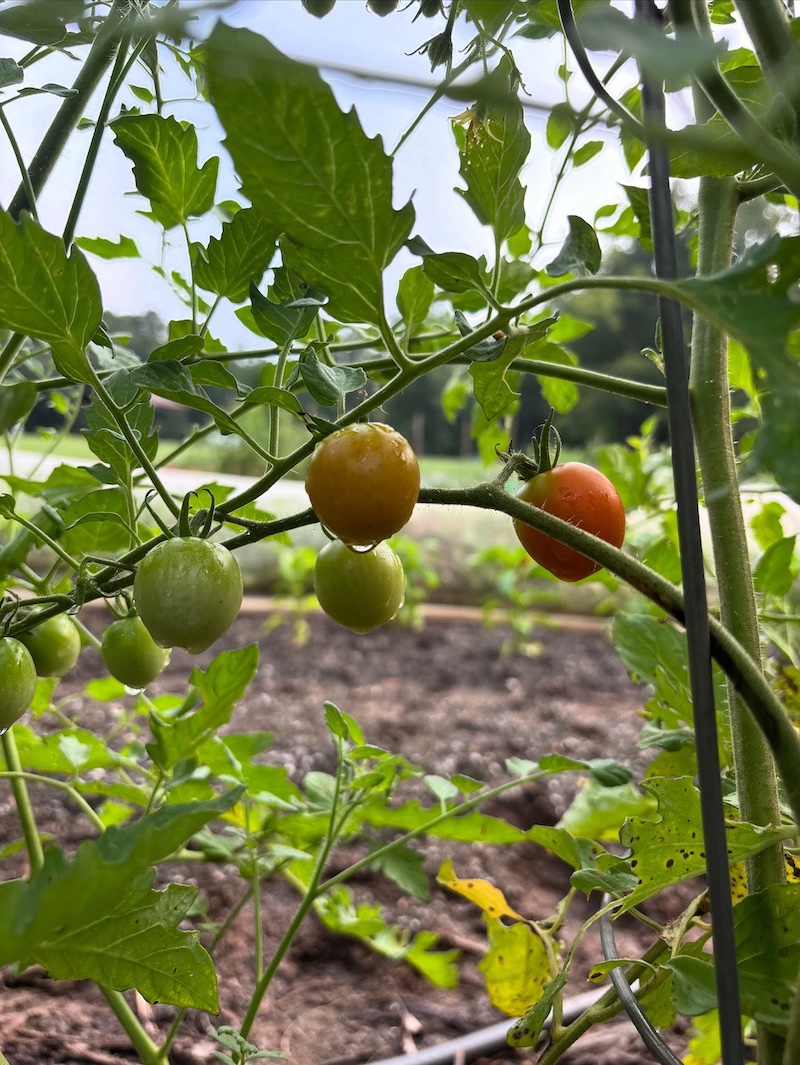 Tomato harvest at South Fork Foods